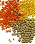 Lentil